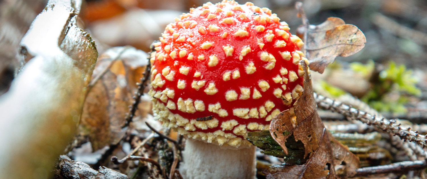 Herbst-Motiv