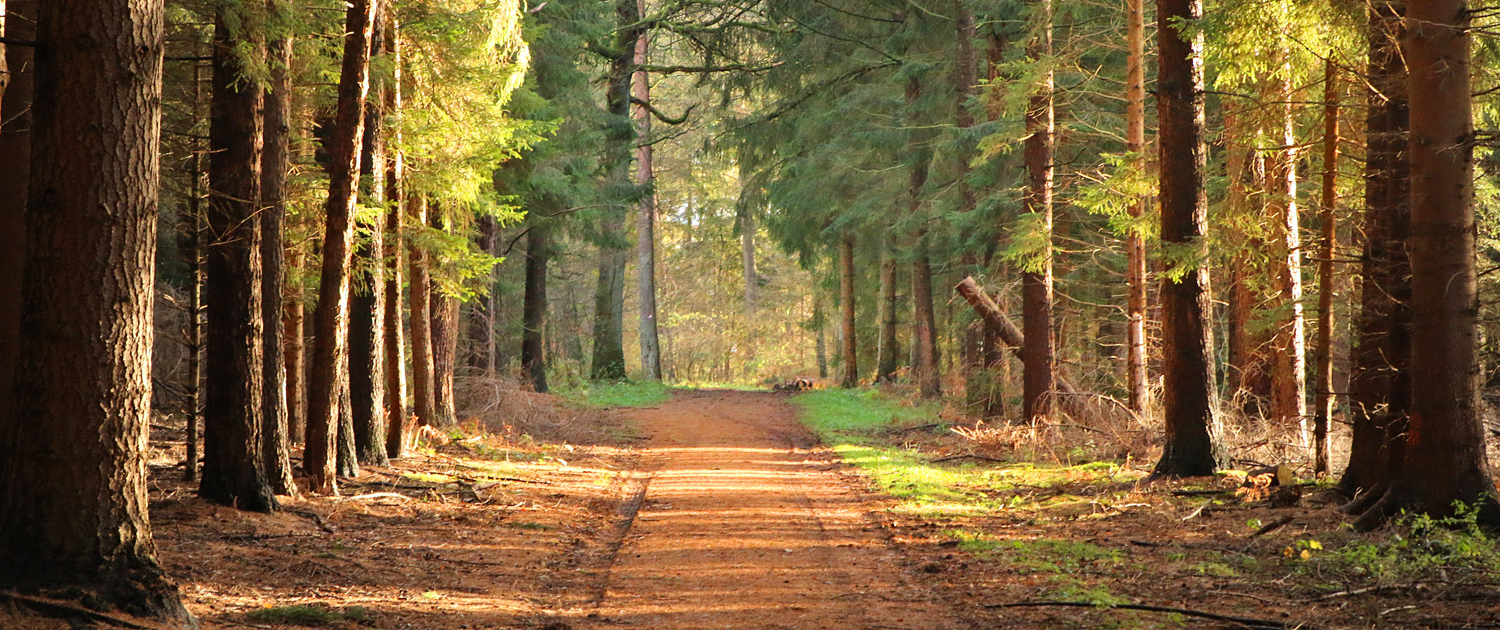 Herbst-Motiv