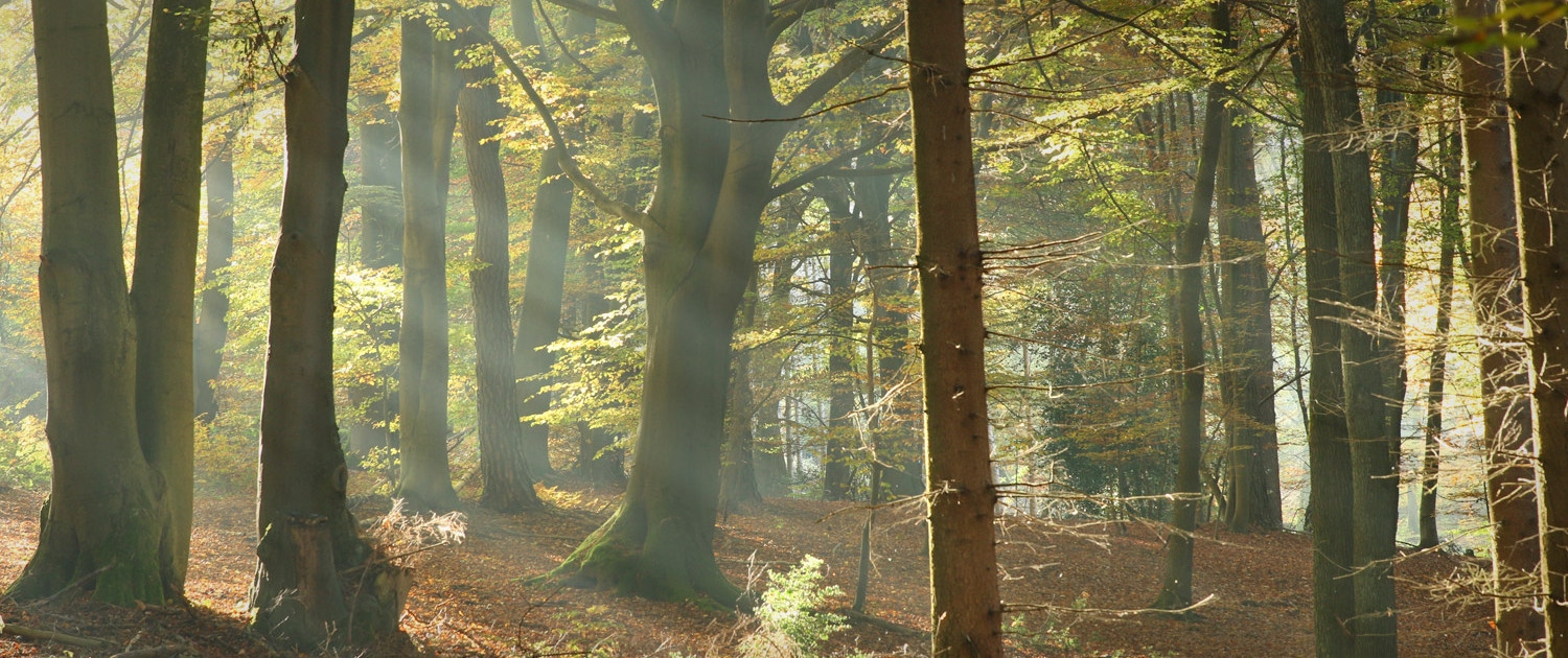 Herbst-Motiv