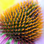 Sonnenhut Echinacea Blüte