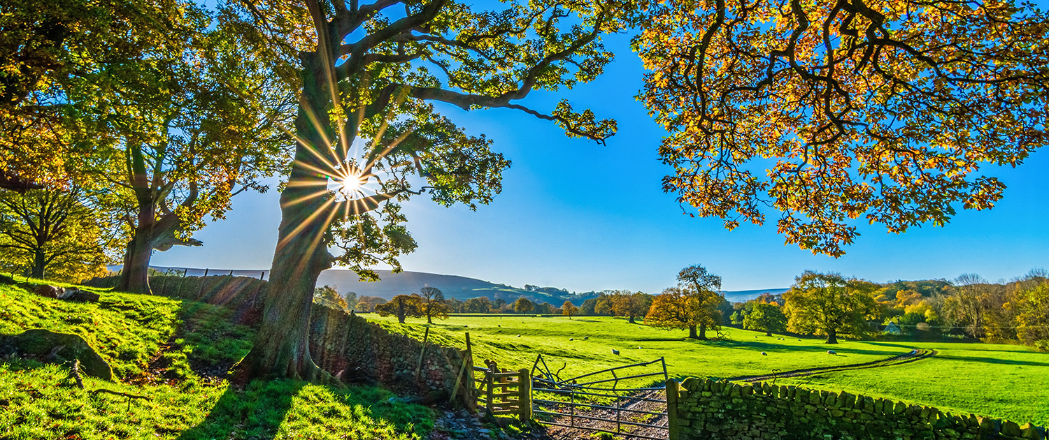 Herbststimmung an grünen Wiesen