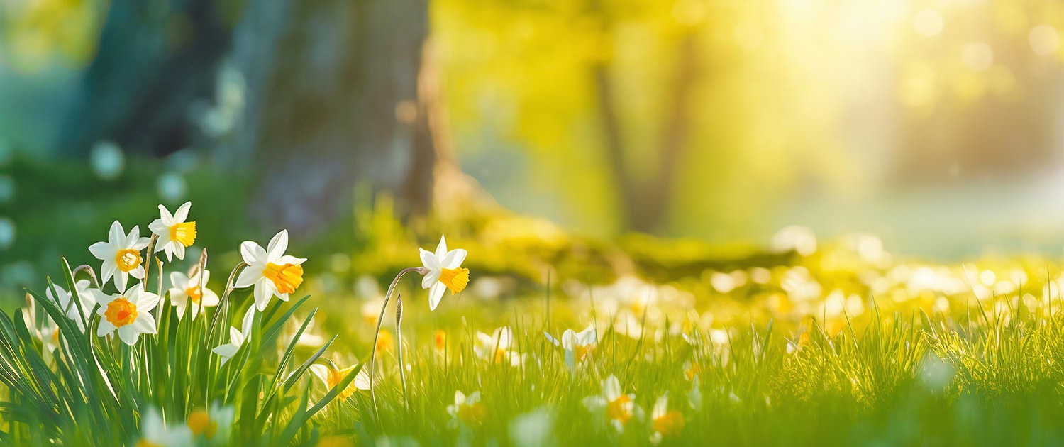Narzissen im Frühling