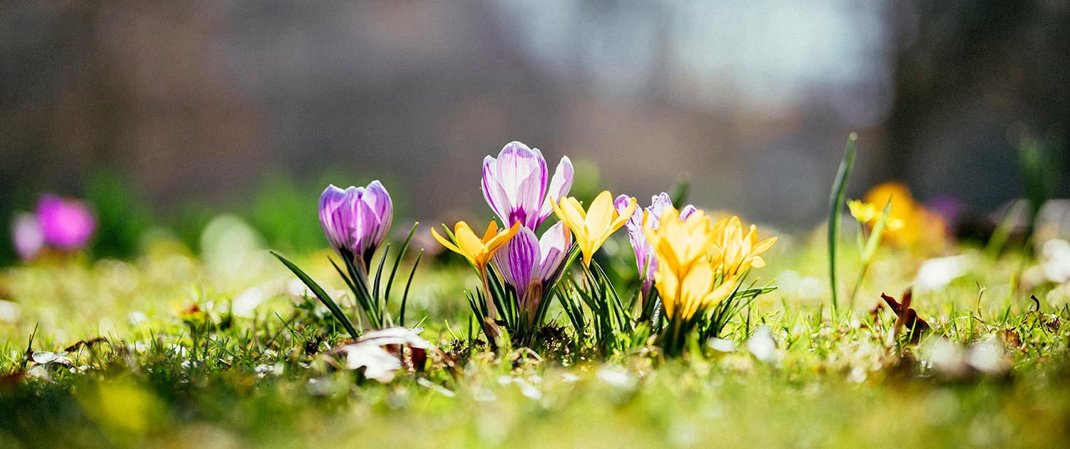 Krokusse im Frühling